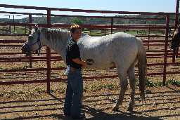 Learning to curry brush your horse